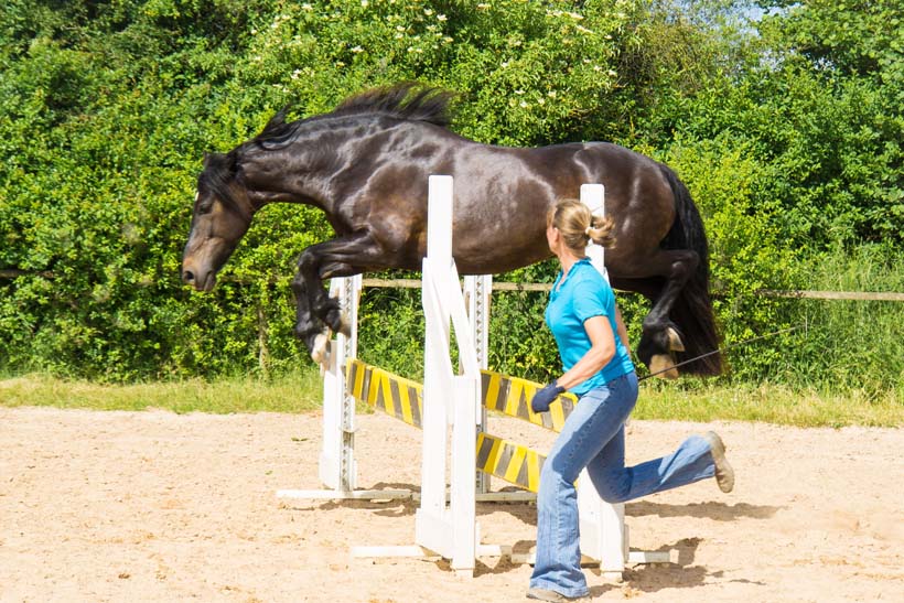 Schwarzes Pferd springt über ein Hindernis, während eine Reiterin daneben läuft.