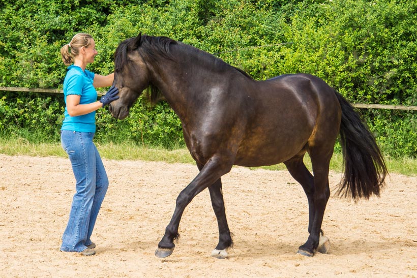 Eine Frau mit blauer Kleidung steht neben einem schwarzen Pferd in einer Reitarena.