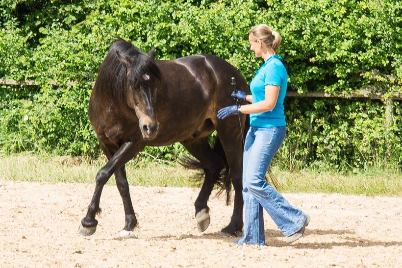 Eine Trainerin führt ein schwarzes Pferd auf einem Reitplatz mit Sandboden.