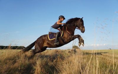 Warum machen Pferde (at liberty) mit? Wie motiviere ich mein Pferd?