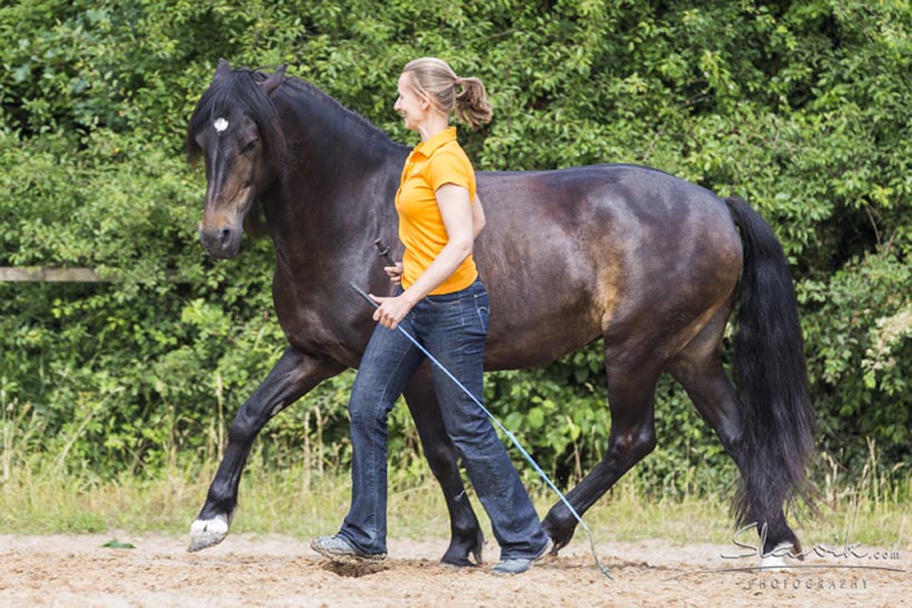 Eine Frau führt ein schwarzes Pferd auf einem Sandplatz mit grüner Vegetation im Hintergrund.
